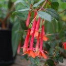 10 seeds - Fuchsia vulcanica Plant #ggvm5
