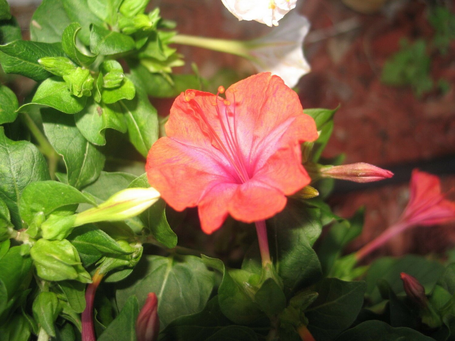 1 Tuber  - Mirabilis jalapa Salmon Sunset Plant #ggvm5