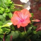 1 Tuber  - Mirabilis jalapa Salmon Sunset Plant #ggvm5