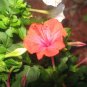 1 Tuber  - Mirabilis jalapa Salmon Sunset Plant #ggvm5