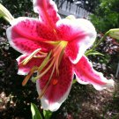 10 seeds - Lilium Stargazer Oriental Lily #ggvm5