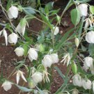 8 seeds - Calochortus albus fairy lantern, White Fairy Lantern. Globe Lily Plant #ggvm5