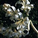 10 seeds - Lilium washingtonianum native Plant #ggvm5