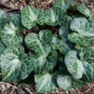 5 seeds - Asarum hartwegii Marbled Wild Ginger Plant #ggvm5