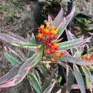 1 Quart plant - Asclepias variegated Monarchs Promise #ggvm5