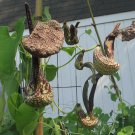 20 seeds - Aristolochia cymbifera gonzaga Plant #ggvm5