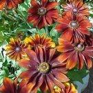 30 seeds - Rudbeckia hirta Chocolate Orange Plant #ggvm5