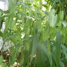 100 seeds - Chasmanthium latiflolium Northern Sea Oats Plant #ggvm5