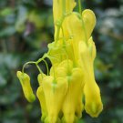 10 seeds - Dicentra scandens - Golden Tears Bleeding Heart - Plant #ggvm5