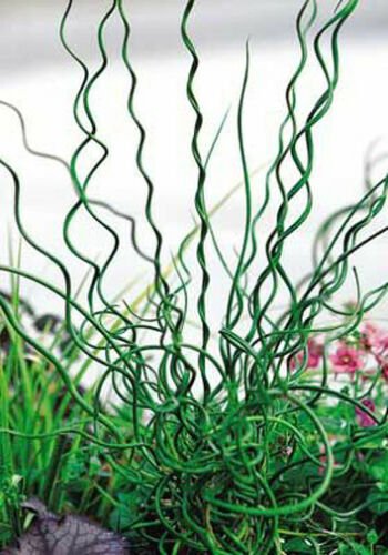 10 seeds - Juncus effusus Big Twister - Plant #ggvm5