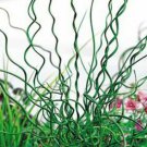 10 seeds - Juncus effusus Big Twister - Plant #ggvm5