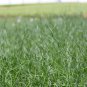 10 seeds - Juncus effusus Big Twister - Plant #ggvm5