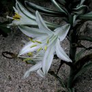 10 seeds - Hesperocallis undulata Desert Lily Plant #ggvm5