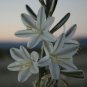 10 seeds - Hesperocallis undulata Desert Lily Plant #ggvm5