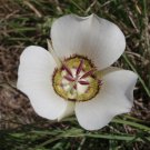 10 seeds - Calochortus ambiguus - the Arizona mariposa lily Plant #ggvm5