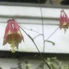 10 seeds - Aquilegia formosa Western columbine Plant #ggvm5
