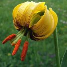 10 seeds - Lilium pyrenaicum ssp. carniolicum var. bosniacum Plant #ggvm5