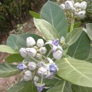 10 seeds - Calotropis gigantea Giant Milkweed Plant #ggvm5
