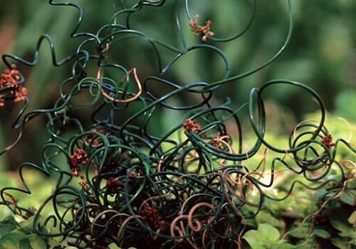 10 seeds - Juncus filiformis Spiralis Corkscrew Rush Plant #ggvm5