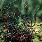10 seeds - Juncus filiformis Spiralis Corkscrew Rush Plant #ggvm5
