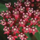 25 Fresh seeds - Asclepias incarnata Swamp Milkweed Plant #ggvm5