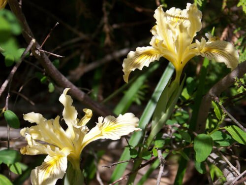 8 seeds - Iris bracteata Siskiyou Iris Plant #ggvm5