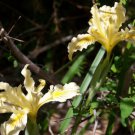 8 seeds - Iris bracteata Siskiyou Iris Plant #ggvm5