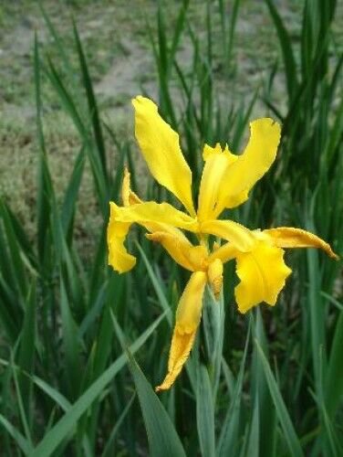 5 seeds - Iris crocea Plant #ggvm5