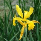 5 seeds - Iris crocea Plant #ggvm5