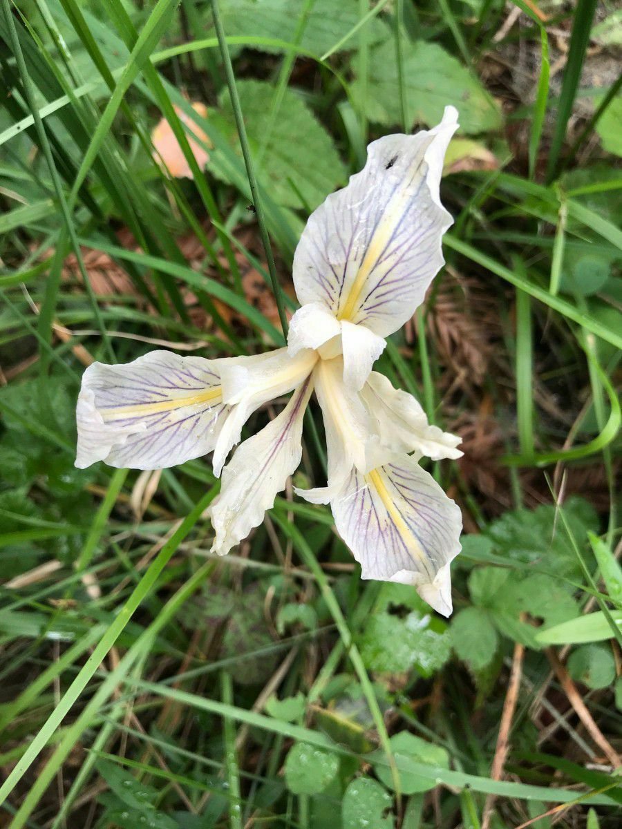 5 seeds - Iris douglasiana Pacific Coast Iris or Pacifica Plant #ggvm5