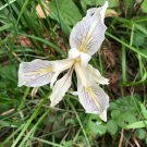 5 seeds - Iris douglasiana Pacific Coast Iris or Pacifica Plant #ggvm5