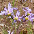10 seeds - Leucocoryne vittata Andean Glory of the Sun Lily Plant #ggvm5