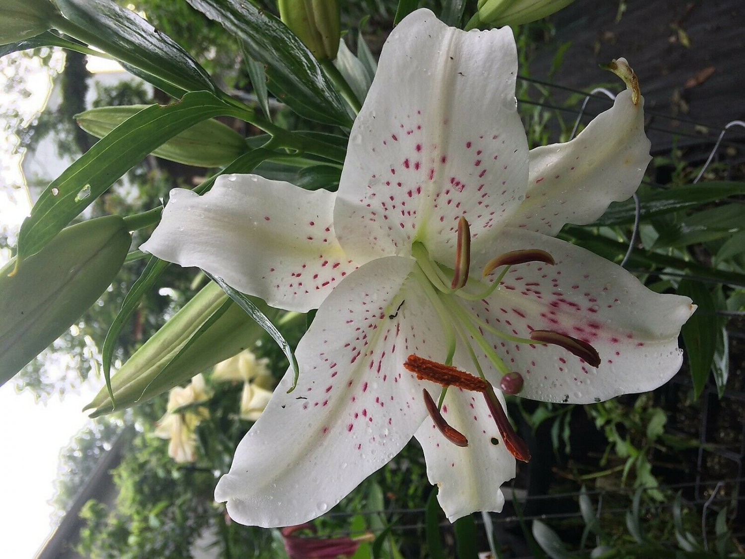 10 seeds - Lilium Cherry Splash Plant #ggvm5