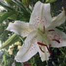 10 seeds - Lilium Cherry Splash Plant #ggvm5