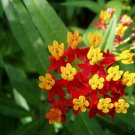 40 seeds - Asclepias curassavica Blood Flower Plant #ggvm5