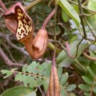 10 seeds - Aristolochia maxima Florida Dutchman Pipevine Plant #ggvm5