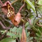 10 seeds - Aristolochia maxima Florida Dutchman Pipevine Plant #ggvm5