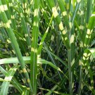 10 seeds - Miscanthus sinensis Strictus Porcupine Eulalia Grass Plant #ggvm5