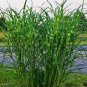10 seeds - Miscanthus sinensis Strictus Porcupine Eulalia Grass Plant #ggvm5