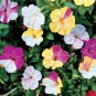 10 seeds - Mirabilis multiflora Broken Colors Plant #ggvm5