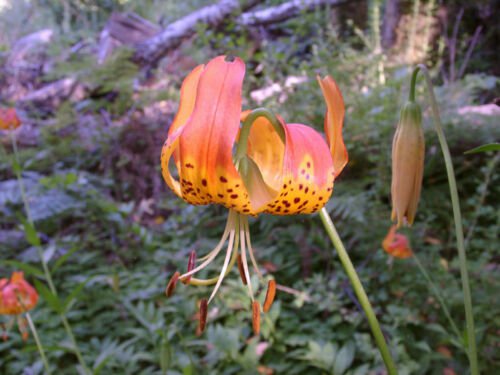 10 seeds - Lilium pardalinum Leopard Lily Plant #ggvm5