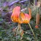 10 seeds - Lilium pardalinum Leopard Lily Plant #ggvm5