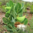 10 seeds - Asclepias latifolia Broadleaf Milkweed Plant #ggvm5