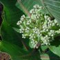 10 seeds - Asclepias latifolia Broadleaf Milkweed Plant #ggvm5