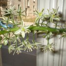 20 seeds - Ornithogalum caudatum Pregnant Onion Plant #ggvm5