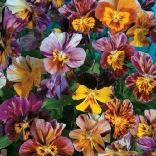 10 seeds - Viola williamsiana Brush Strokes Rare Plant #ggvm5