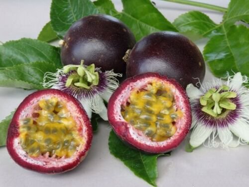 10 seeds - Passiflora cv. South African Black Plant #ggvm5