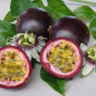 10 seeds - Passiflora cv. South African Black Plant #ggvm5