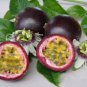 10 seeds - Passiflora cv. South African Black Plant #ggvm5