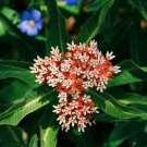 10 seeds - Asclepias hallii Halls Milkweed Plant #ggvm5